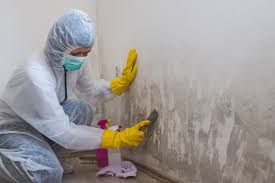 Reliable Manawa, WI Mold Removal Solutions